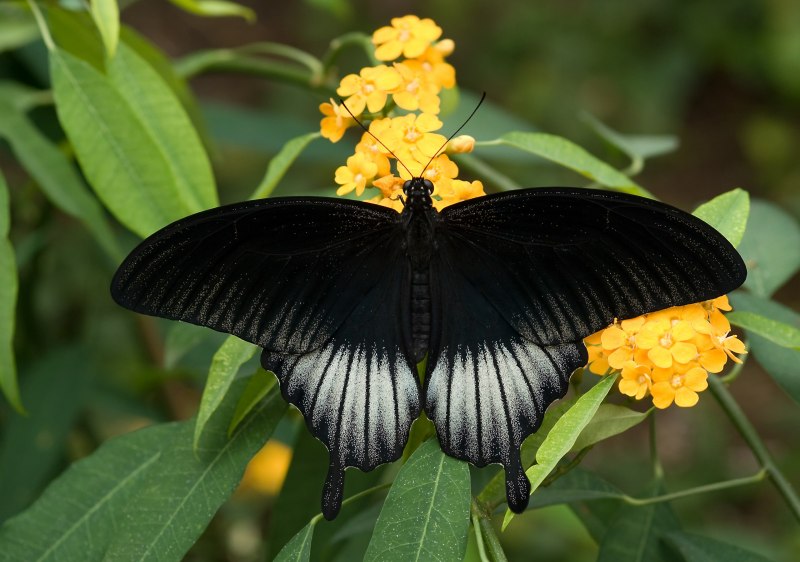 Бабочка парусник Румянцева (Papilio Rumanzovia)