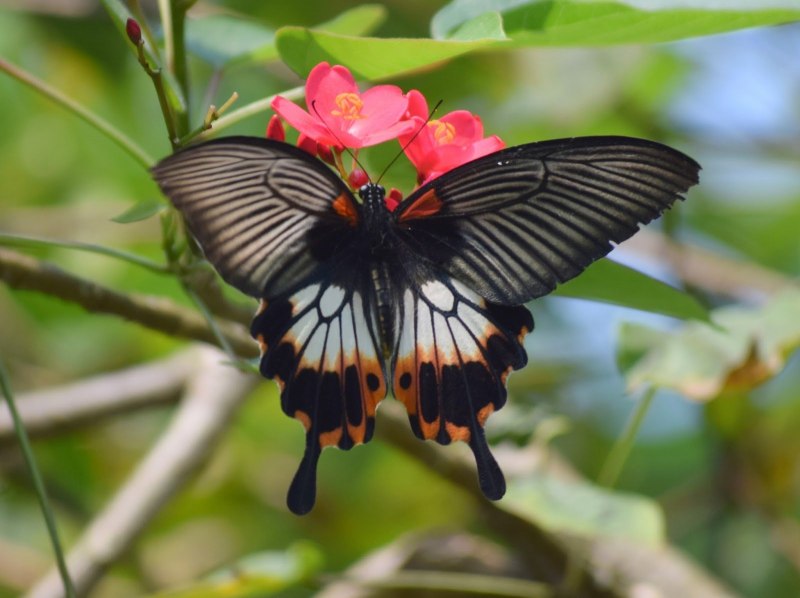 Papilio Polytes бабочка