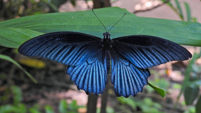 Papilio LOWI бабочка