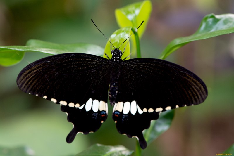 Papilio hipponous бабочка