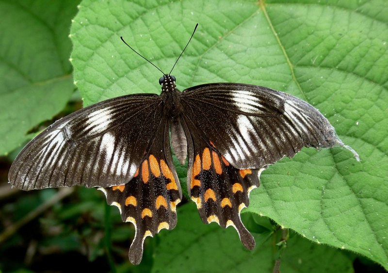Papilio hipponous бабочка