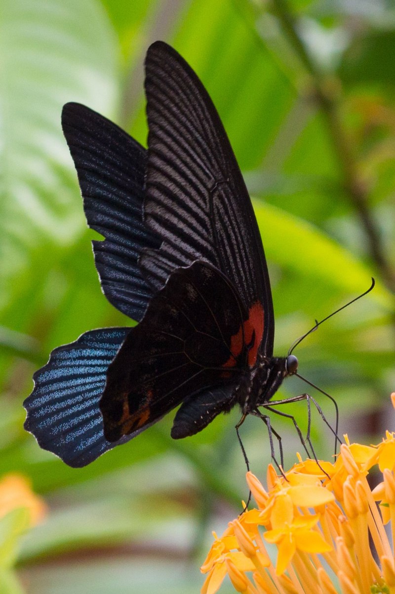 Бабочка Papilio Memnon