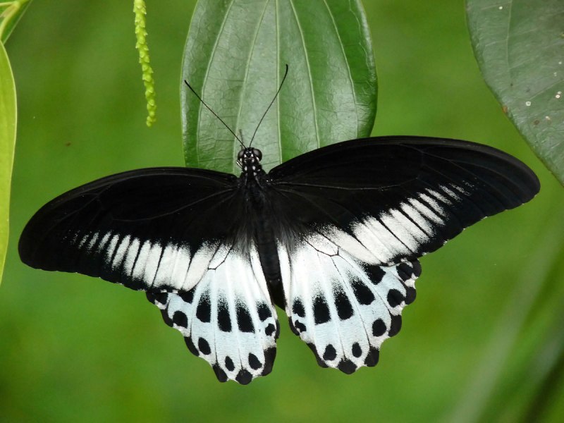 Papilio Polytes бабочка