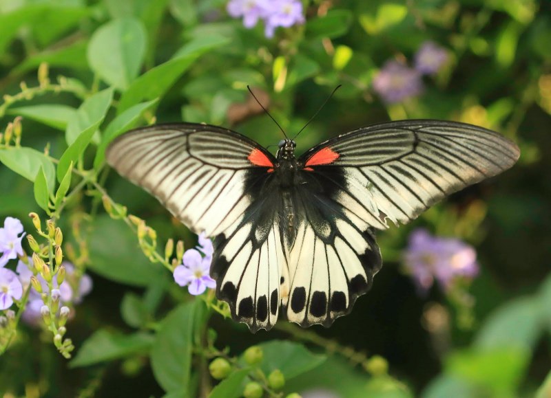 Papilio LOWI бабочка