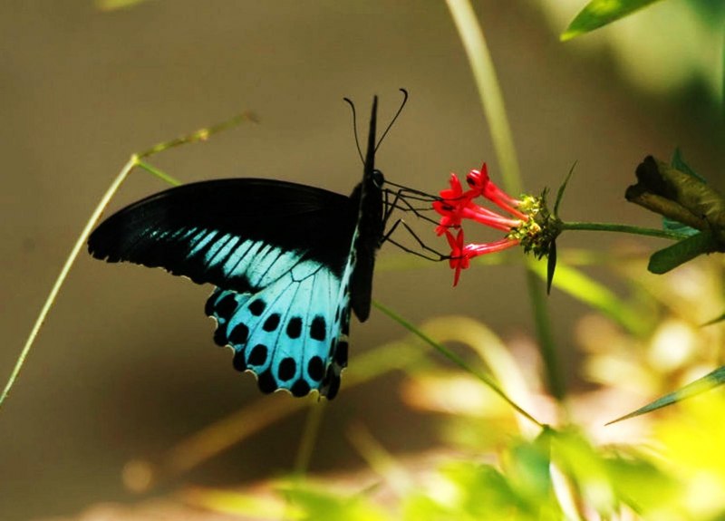 Papilio Polytes