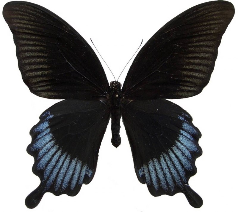 Бабочка Papilio polymnestor