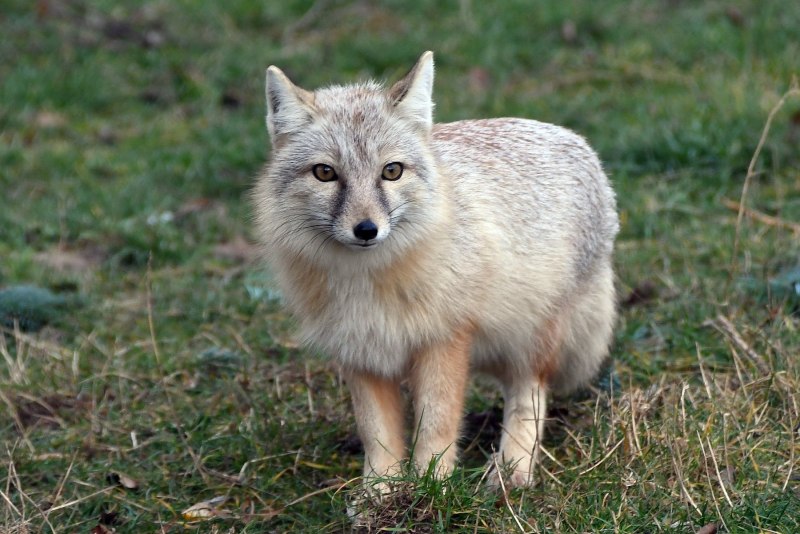 Корсак Сибирский
