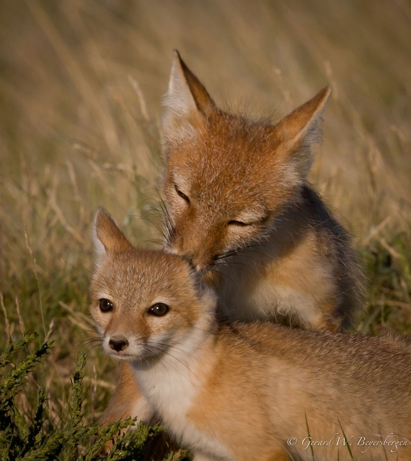 Американский Корсак Vulpes Velox