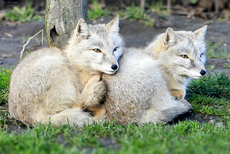 Корсак детеныш