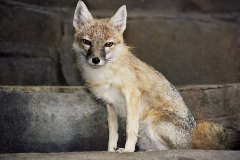 Американский Корсак Vulpes Velox