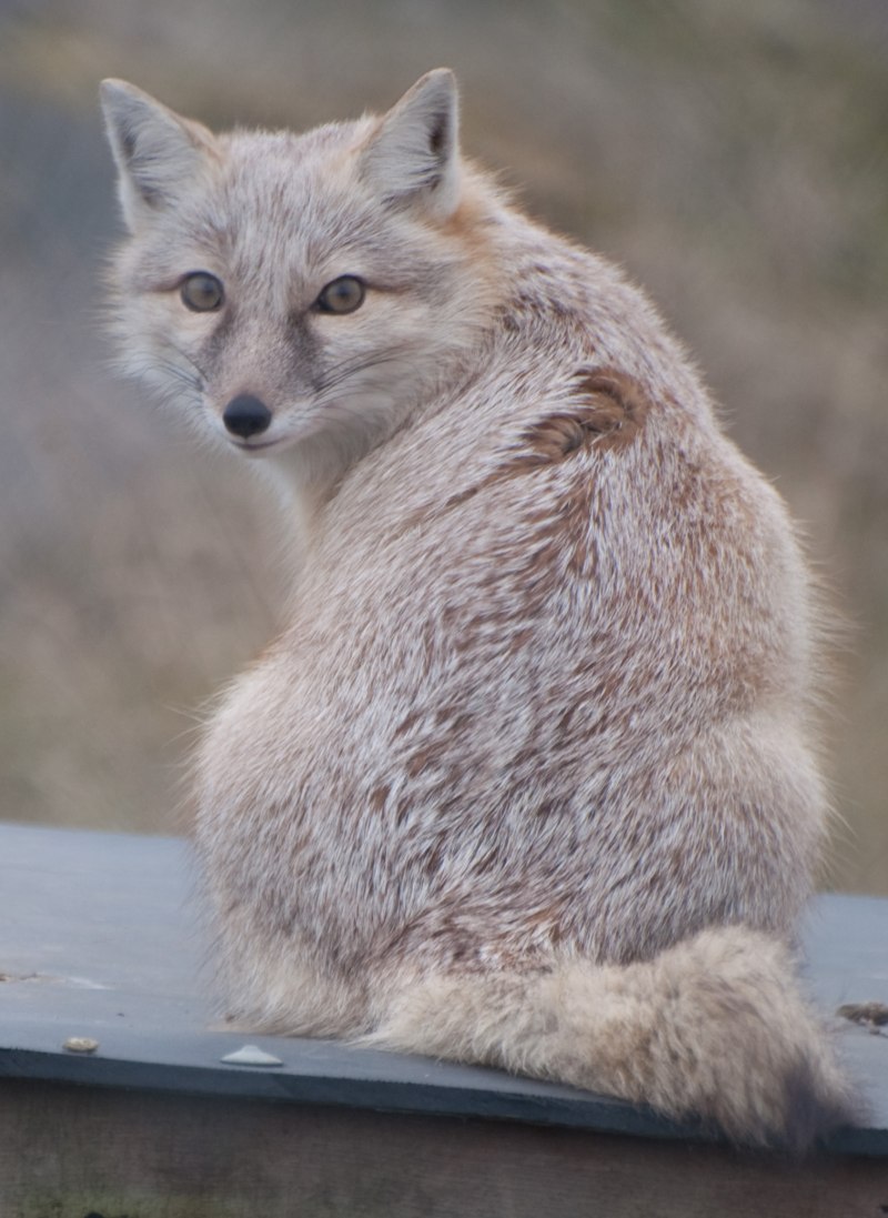 Корсак животное детеныш