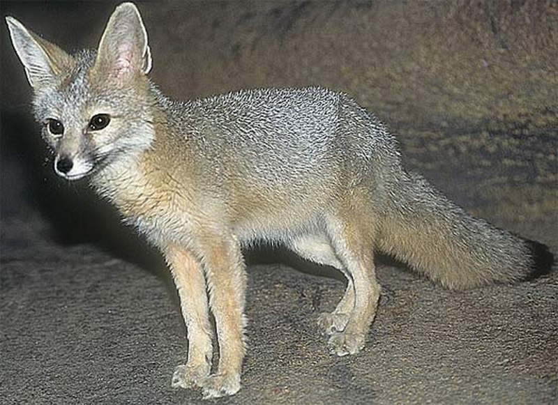 Корсак Даурский