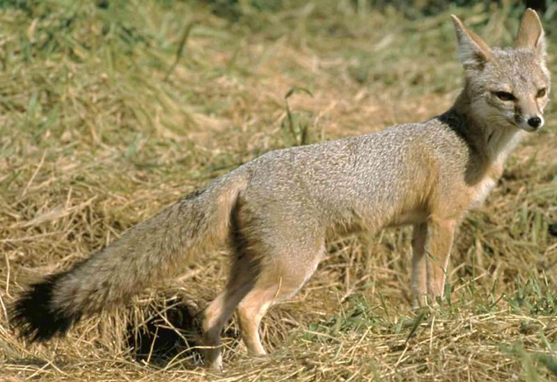 Американская лисица Vulpes macrotis