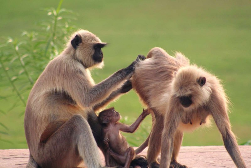 Semnopithecus dussumieri