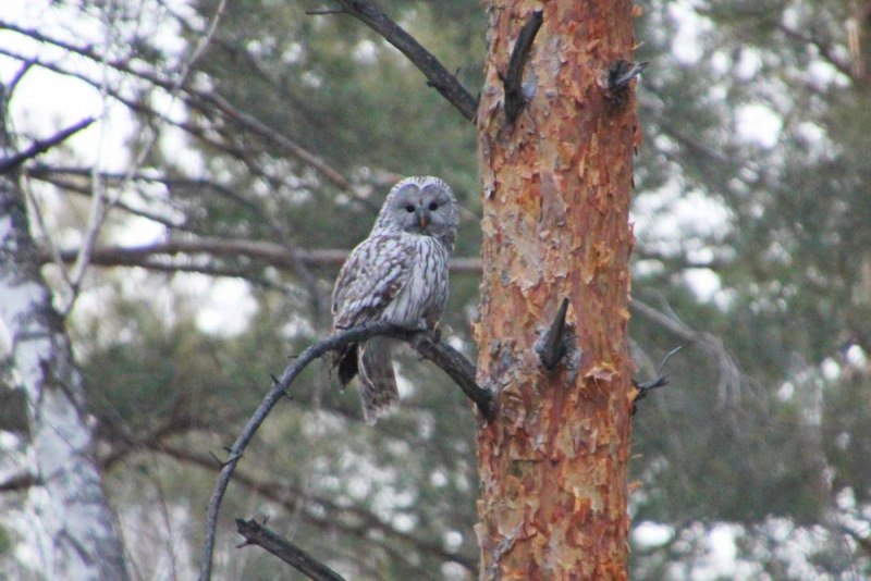 California uralensis