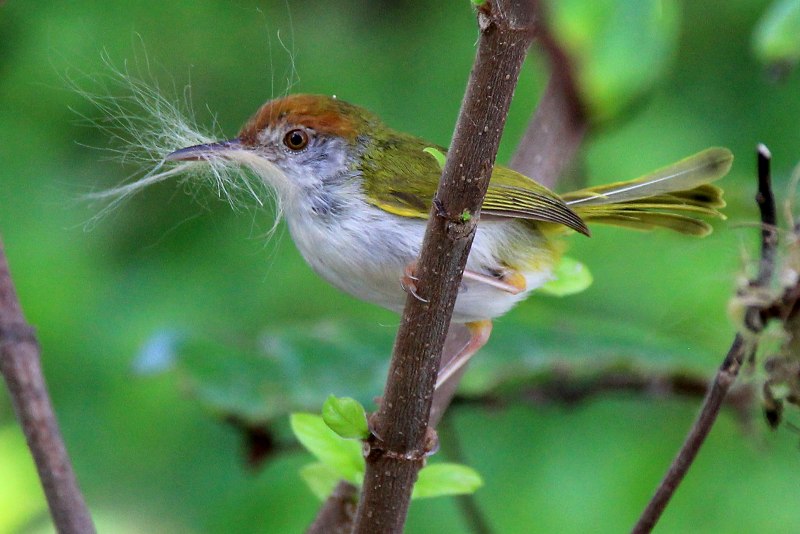 Ополовник Aegithalos caudatus