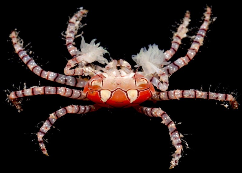 Краб-боксер (Lybia tesselata) .
