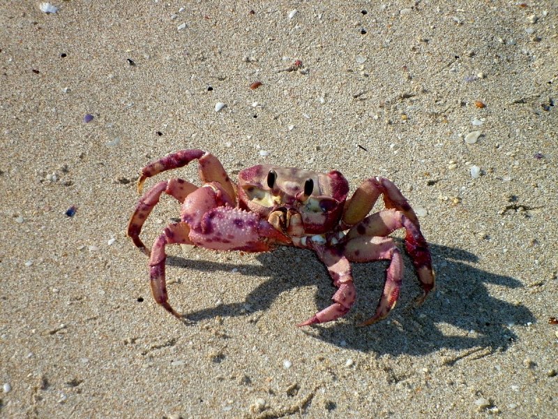 Гигантский морской изопод
