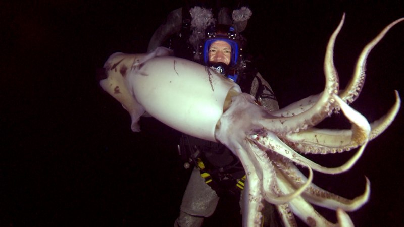 Морские пауки Nymphon