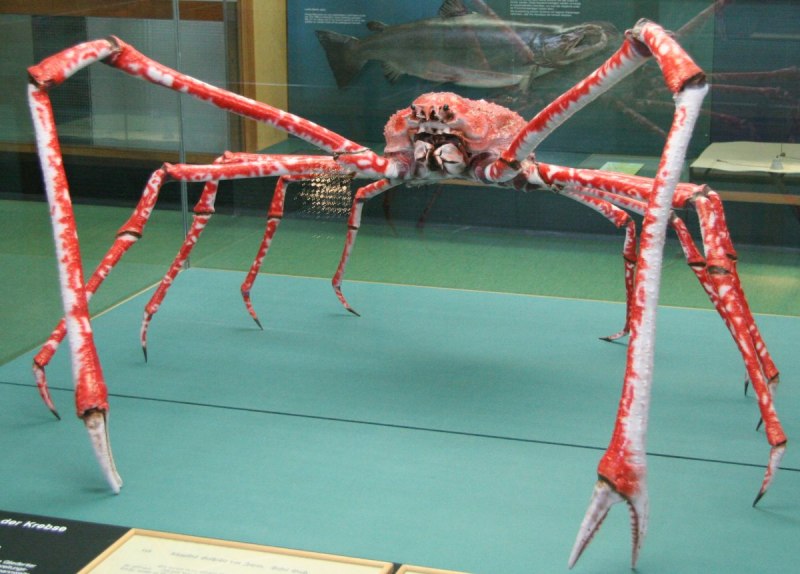 Крабы Охотского моря