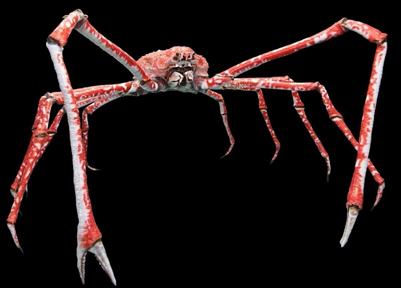 Camposcia retusa