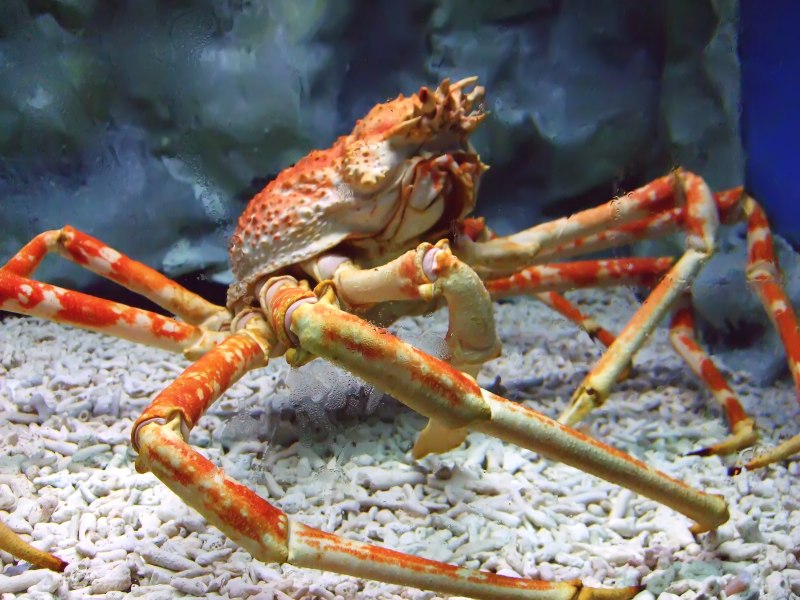 Macrocheira kaempferi