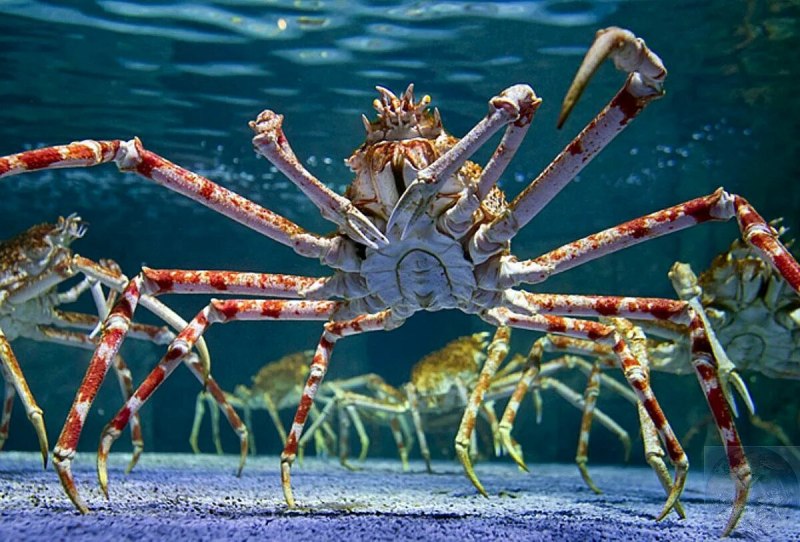 Японский краб макрохейра