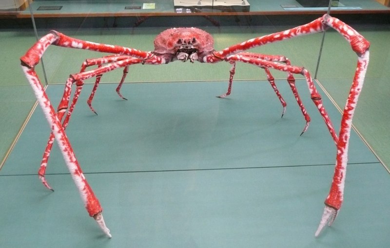 Крабы Brachyura