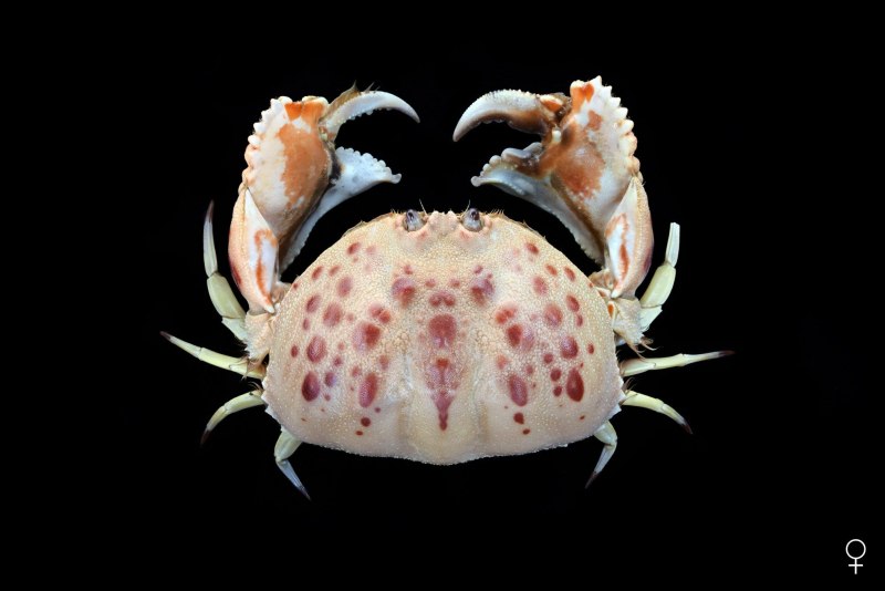 Бегает по дну красное море лобстер