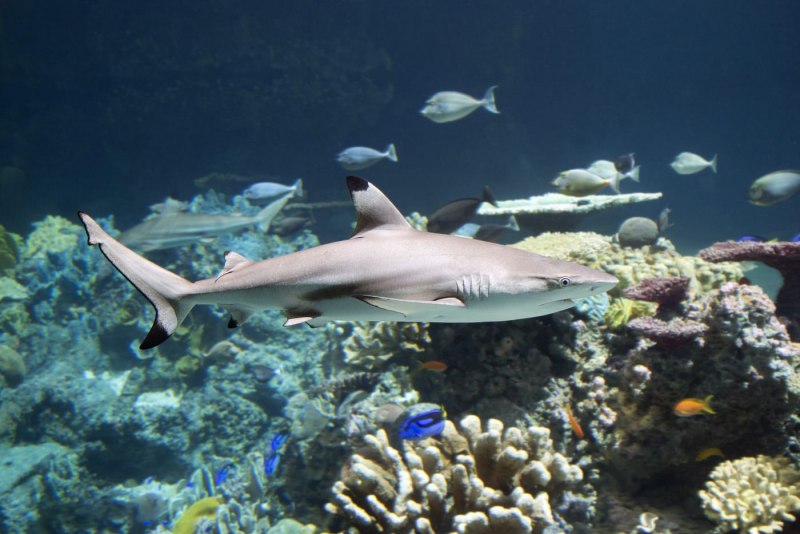 Черноперая рифовая акула Carcharhinus melanopterus