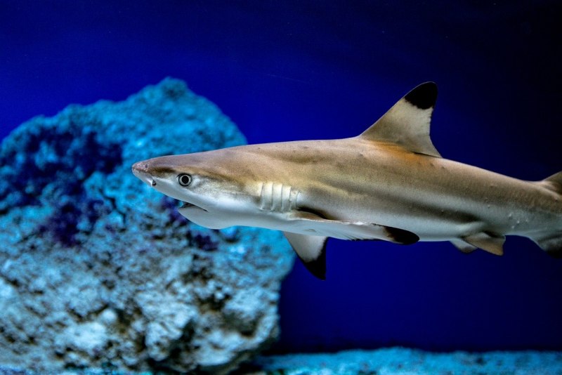 Carcharhinus melanopterus
