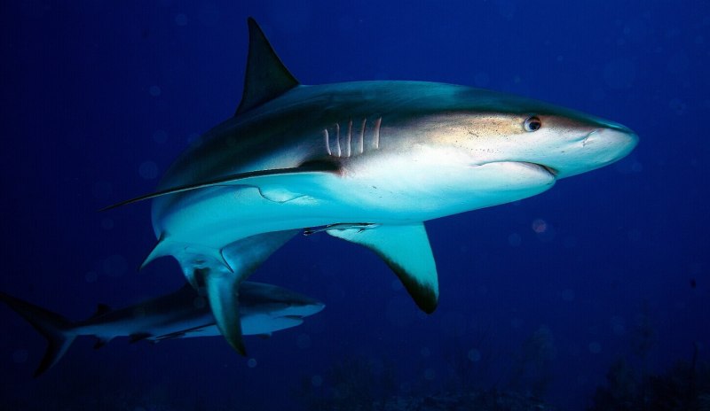 Черноперая рифовая акула Carcharhinus melanopterus