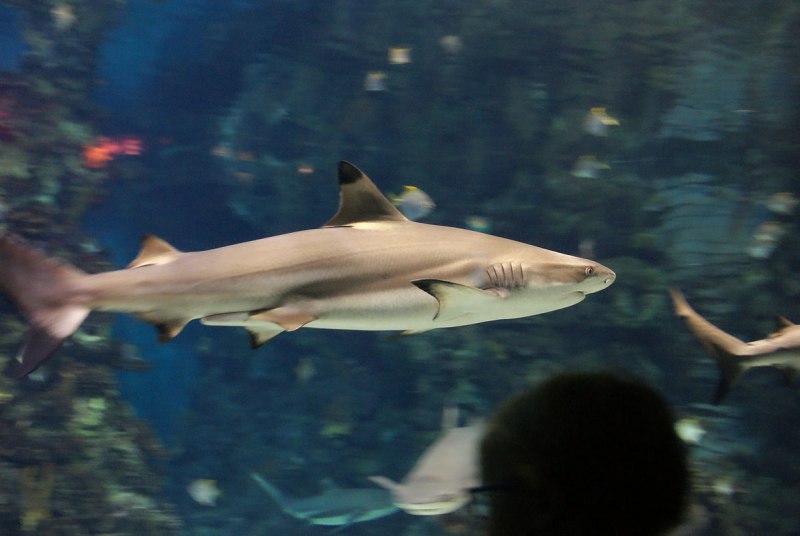 Акула Черноперая рифовая м /Carcharhinus melanopterus (от 60 см)