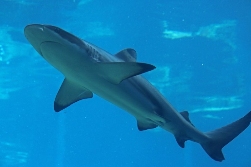Carcharhinus melanopterus