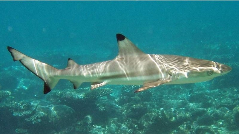 Carcharhinus Leiodon