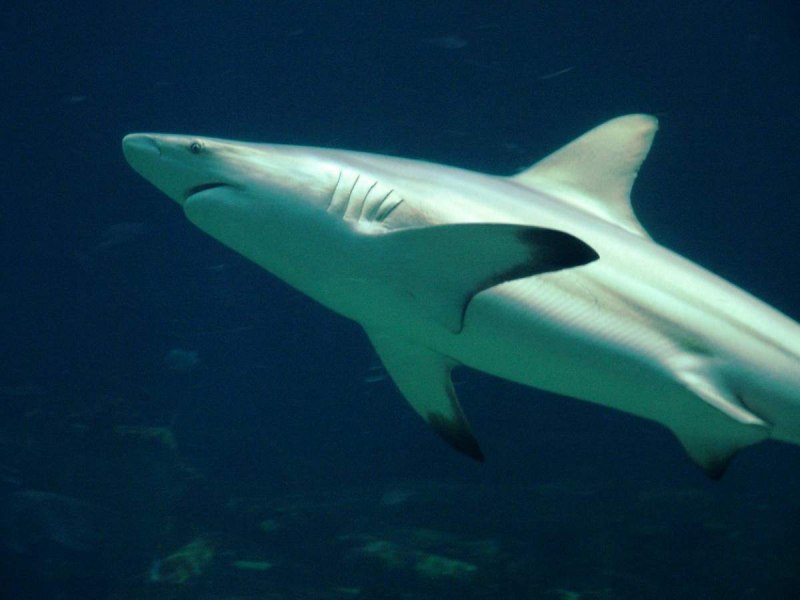 Черноперая рифовая акула Carcharhinus melanopterus