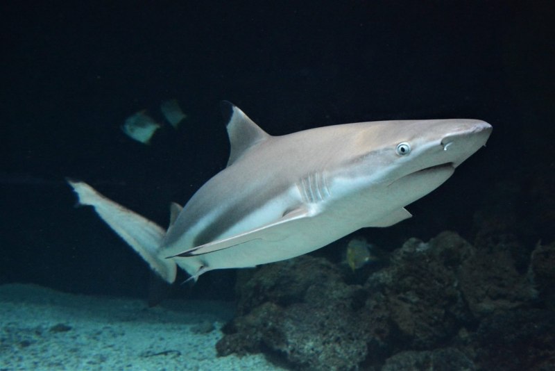 Blacktip Reef Shark