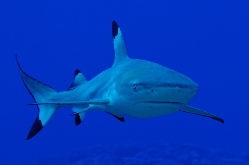 Черноперая рифовая акула Carcharhinus melanopterus