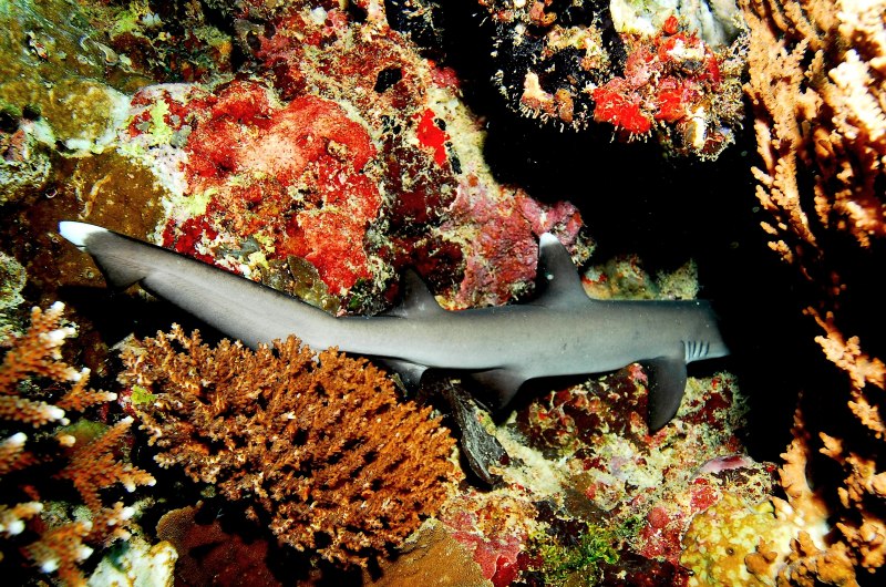 Black Tip Reef Shark