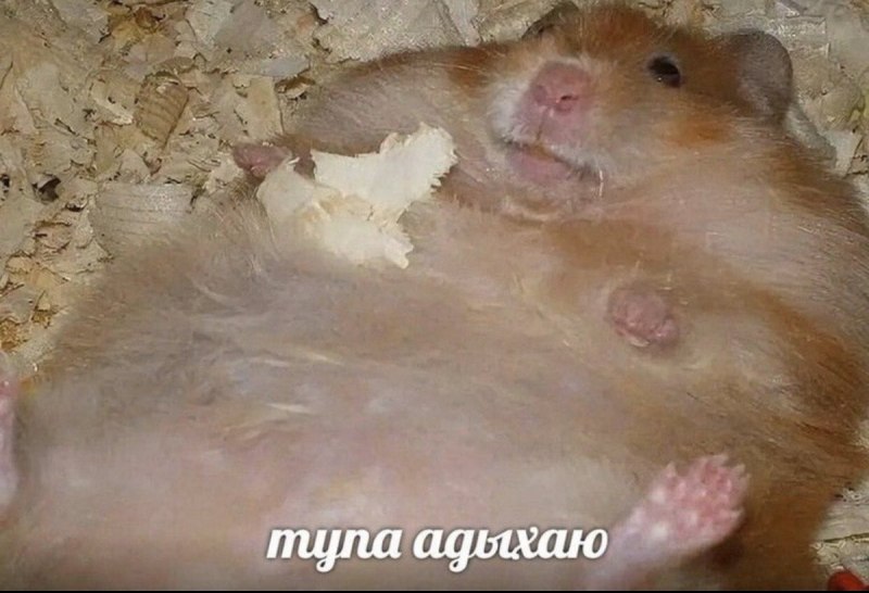 Толстый хомяк
