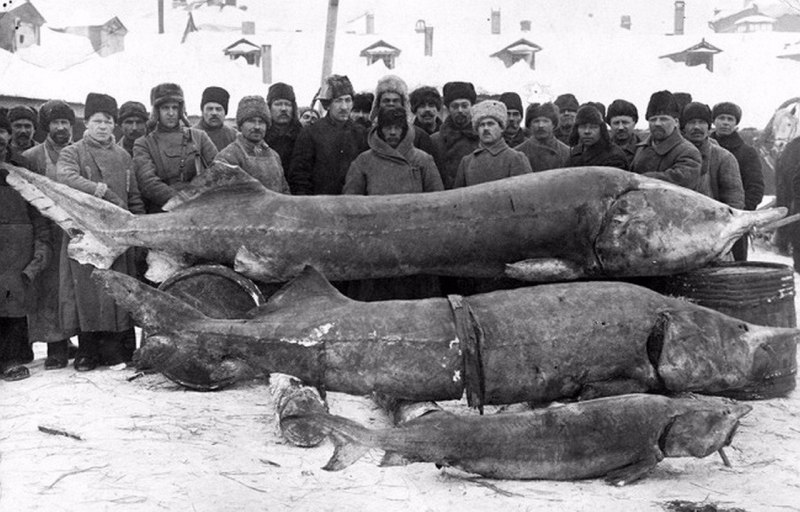 Пинагор Баренцева моря