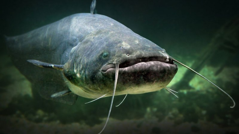 Европейский сом Silurus GLANIS