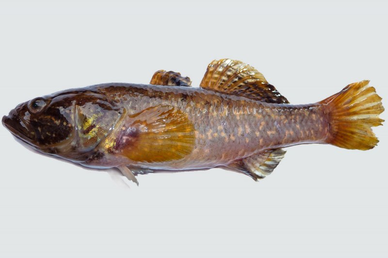 Perccottus glenii