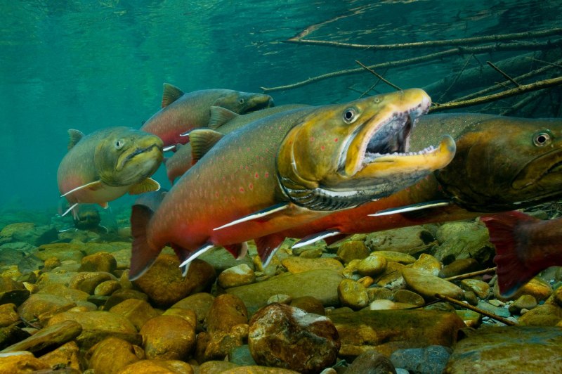 Salvelinus confluentus