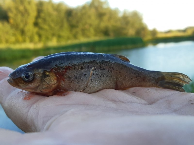 Рыбка гольян Речной