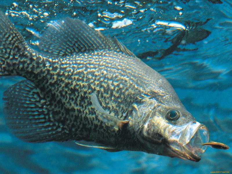 Scophthalmus Maximus