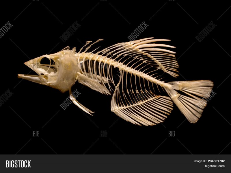 Smallmouth Bass