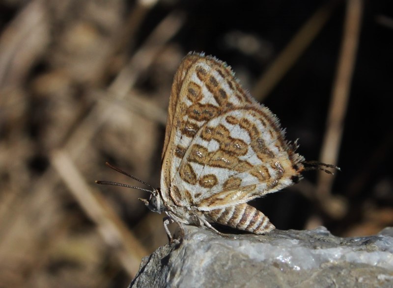 Giant Moth бабочка