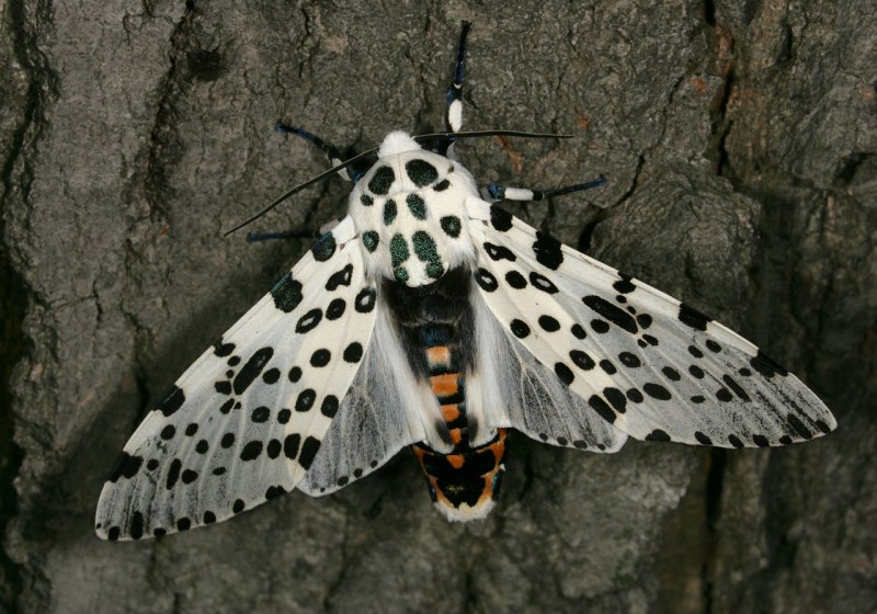 Hypercompe scribonia