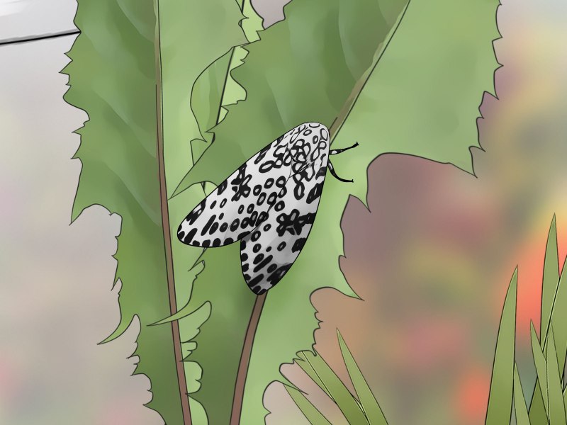 Hypercompe scribonia